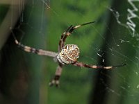 Argiope dietrichae DSC09766 edit